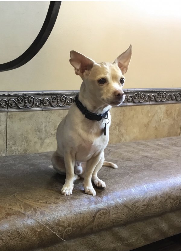 Safe Chihuahua in Scottsdale, AZ