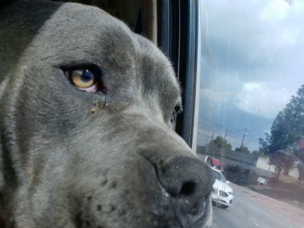 Safe American Bulldog in Bakersfield, CA