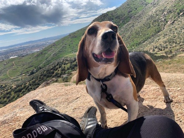 Safe Beagle in Moreno Valley, CA