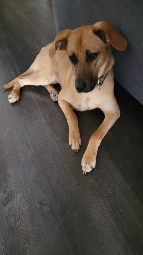 Safe Black Mouth Cur in Houston, TX