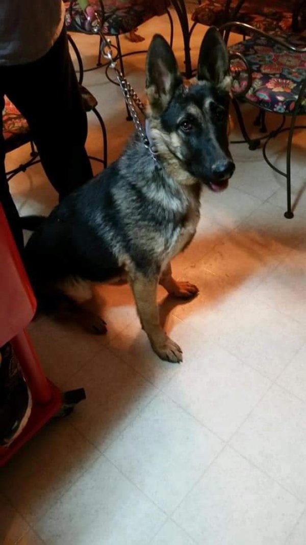 Safe German Shepherd Dog in Lewisburg, OH