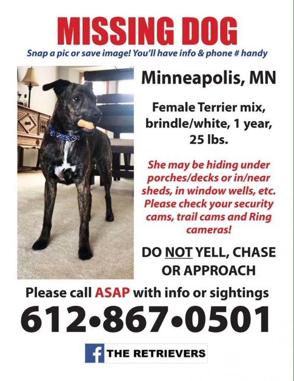 Safe Dog in Minneapolis, MN