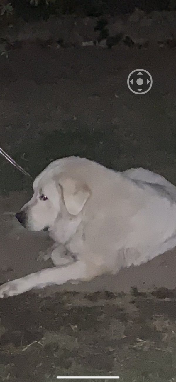 Safe Great Pyrenees in Madera, CA