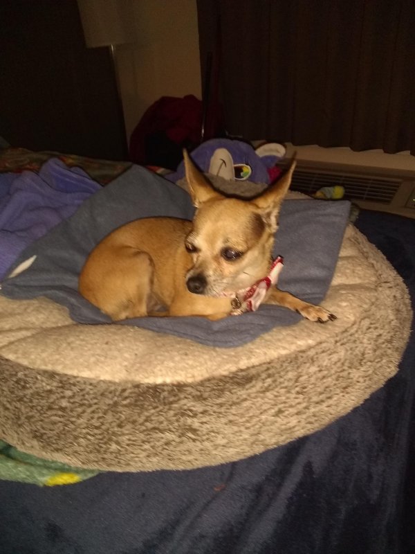 Safe Chihuahua in Flagstaff, AZ