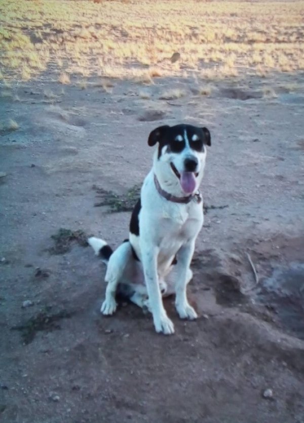 Safe Labrador Retriever in Sacaton, AZ