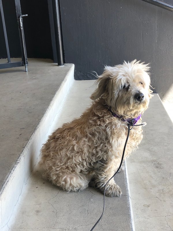 Safe Poodle in North Hollywood, CA