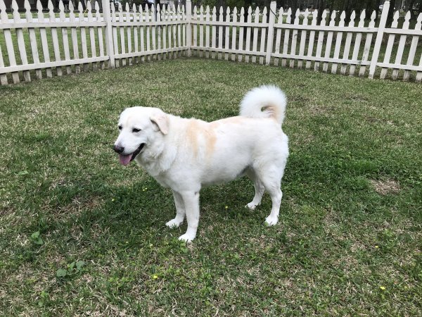 Safe Great Pyrenees in Spring, TX