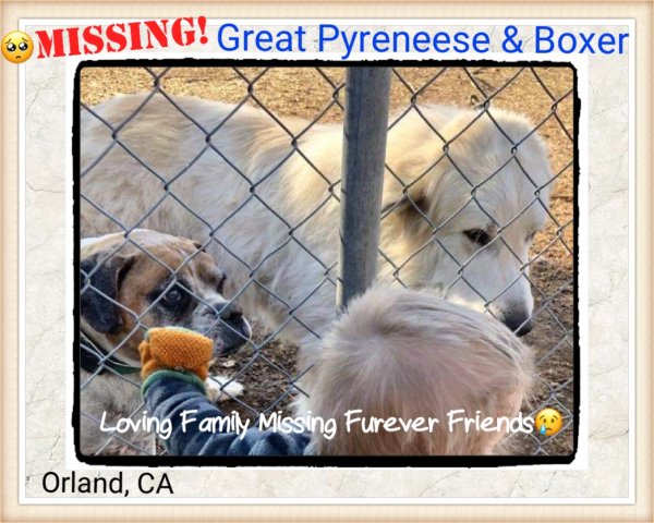 Safe Great Pyrenees in Orland, CA