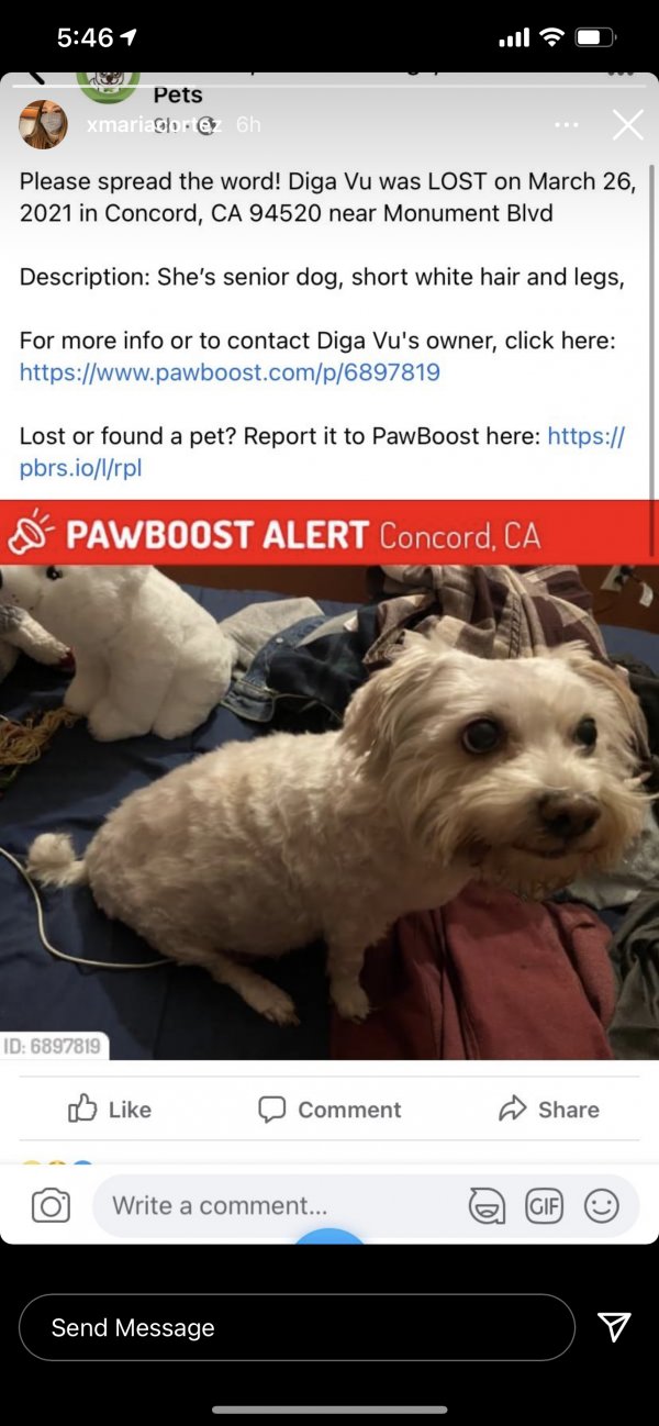 Safe Poodle in Concord, CA
