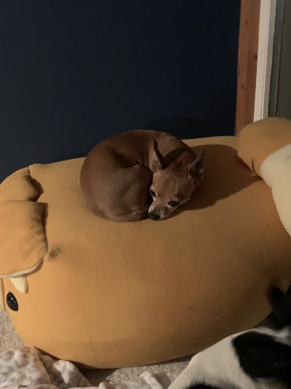 Safe Chihuahua in Sycamore, IL