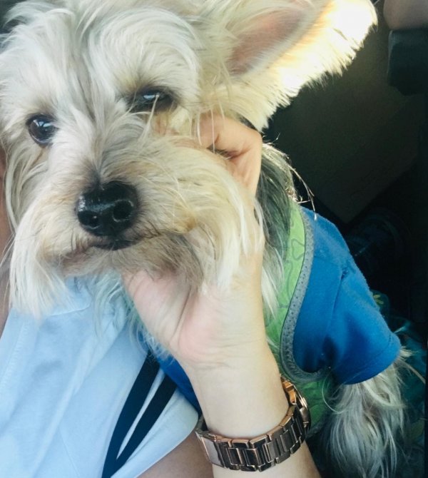Safe Yorkshire Terrier in Carson, CA