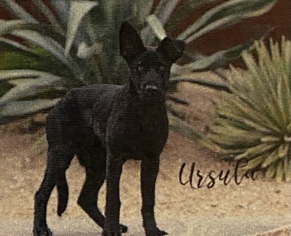 Safe German Shepherd Dog in Scottsdale, AZ