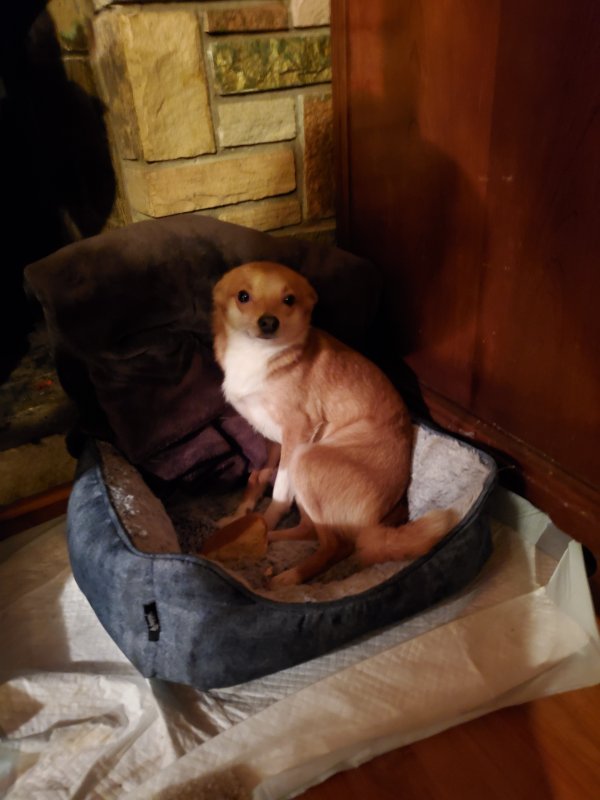 Safe Chihuahua in Alexandria, VA