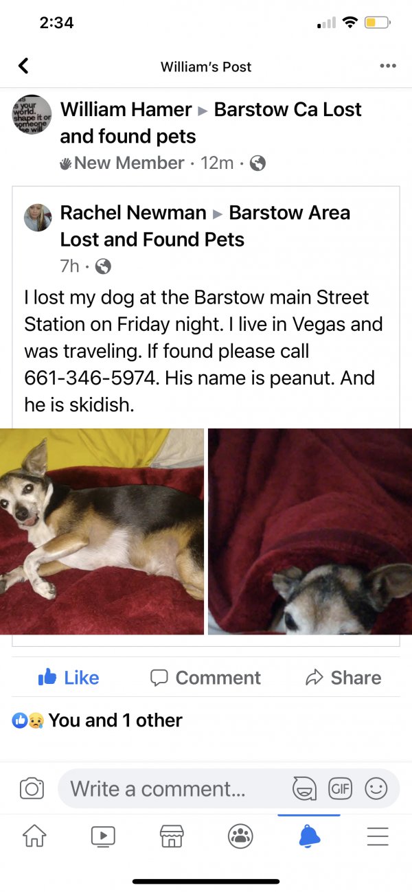 Safe Chihuahua in Barstow, CA