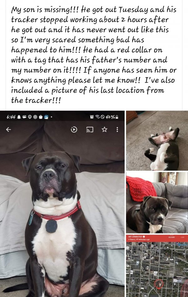 Safe Pit Bull in Springfield, OH