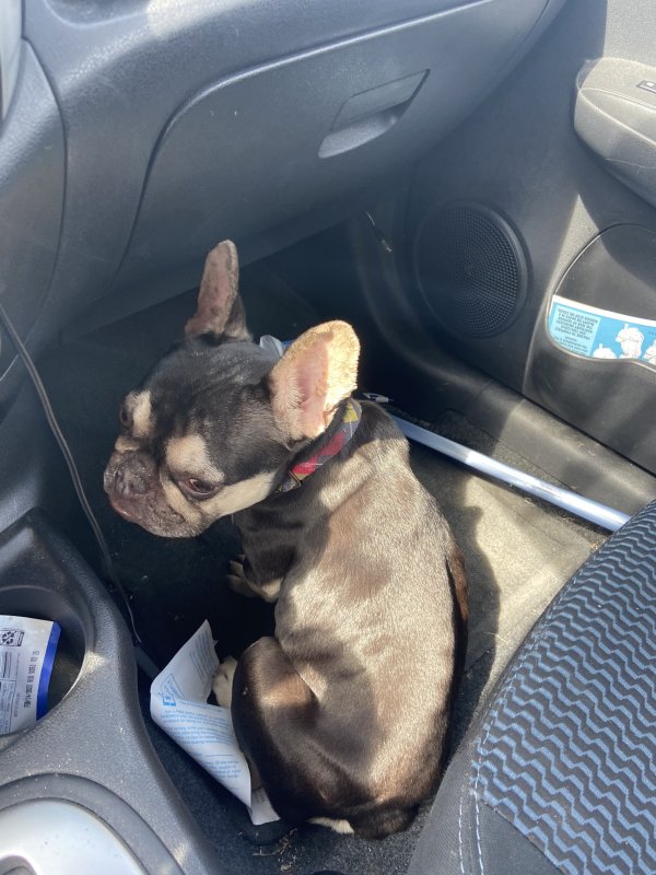 Safe French Bulldog in Maineville, OH
