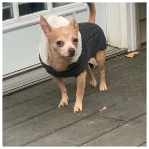 Safe Chihuahua in Middletown, NY
