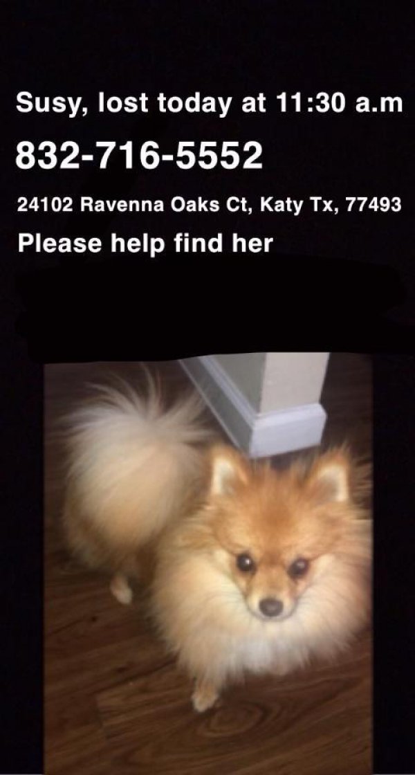 Safe Pomeranian in Katy, TX
