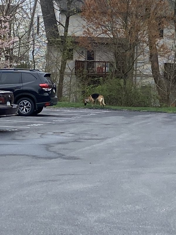 Safe German Shepherd Dog in Harrisburg, PA