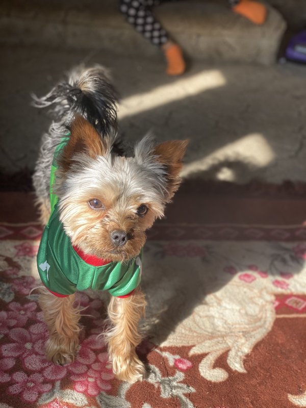 Safe Yorkshire Terrier in Goodhue, MN