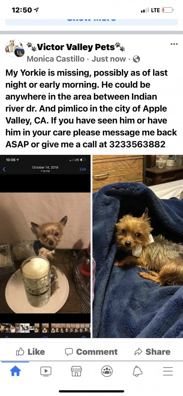 Safe Yorkshire Terrier in Apple Valley, CA