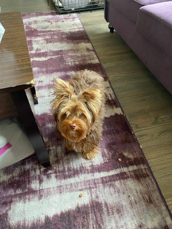 Found Yorkshire Terrier in Shirley, NY US