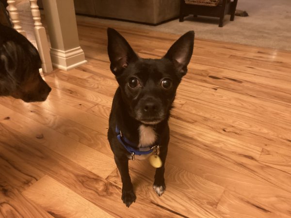 Safe Chihuahua in Racine, WI