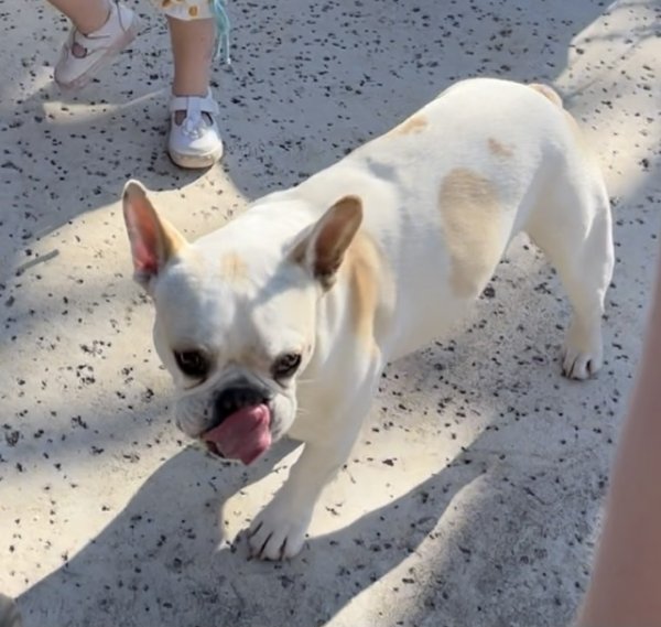 Safe French Bulldog in Decatur, TX