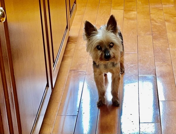Safe Yorkshire Terrier in Bryn Mawr, PA