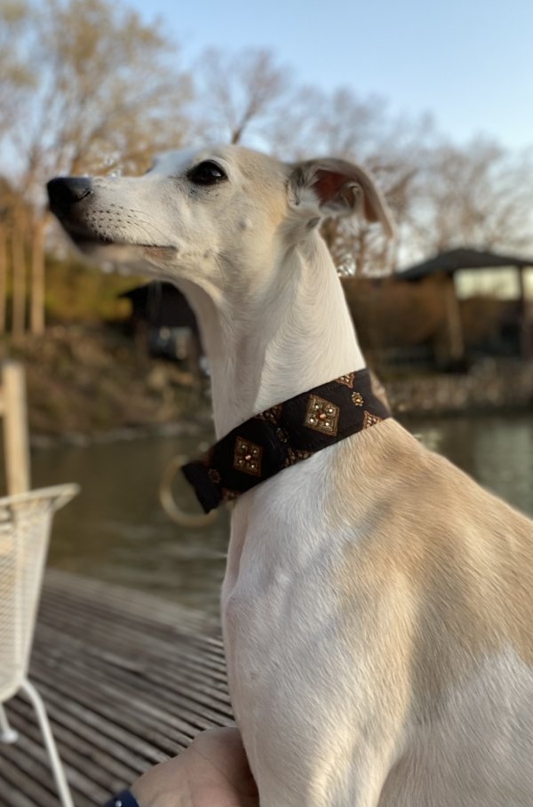 Safe Whippet in Saint Louis, MO