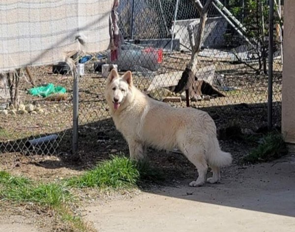 Safe German Shepherd Dog in Fontana, CA
