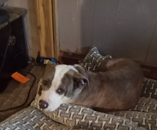 Safe Pit Bull in Montgomery, TX