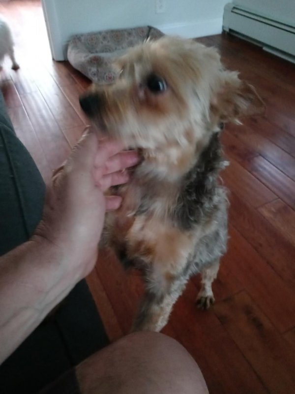 Safe Yorkshire Terrier in Pleasantville, NY