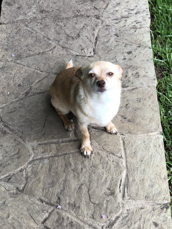 Safe Chihuahua in Little Elm, TX