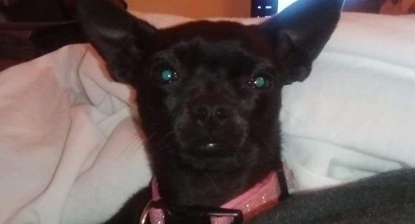 Safe Chihuahua in Atascadero, CA