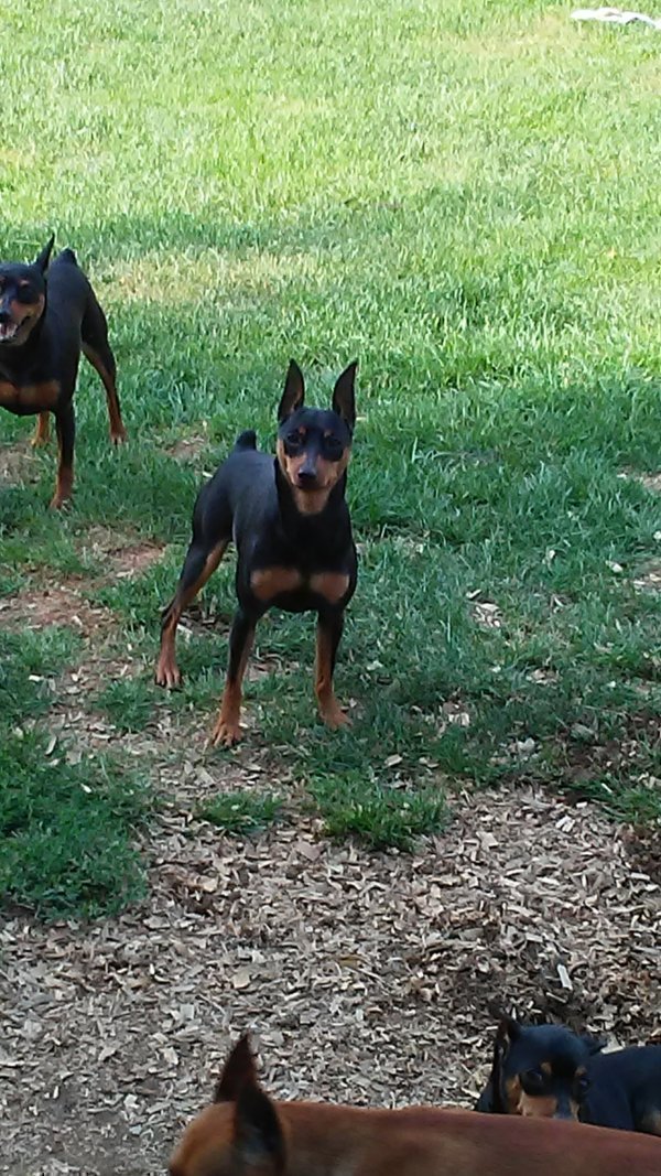 Safe Miniature Pinscher in Hickory, PA