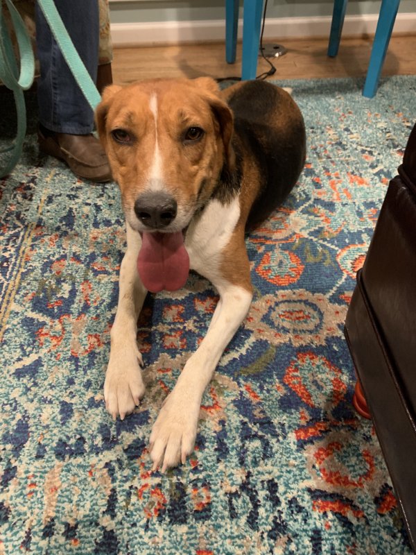 Found Beagle in Gaithersburg, MD US