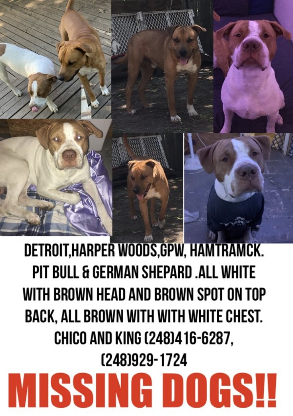 Safe Dog in Detroit, MI