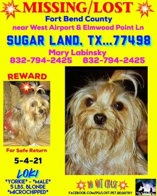 Safe Yorkshire Terrier in Sugar Land, TX