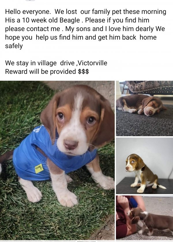 Safe Beagle in Victorville, CA