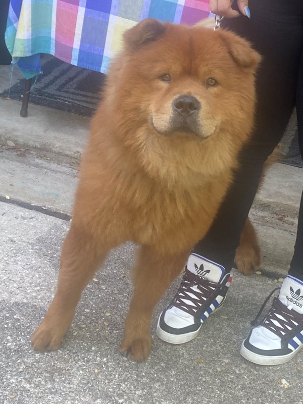 Lost Chow Chow Dog Moose in Houston, TX US (77064) Fido