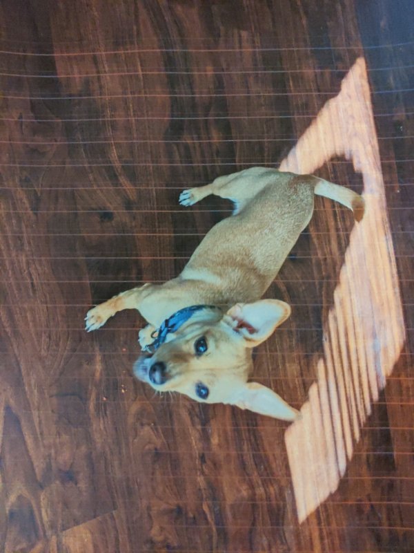 Safe Chihuahua in La Fayette, GA