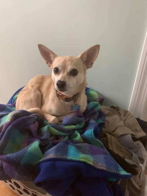Safe Chihuahua in Smithfield, RI
