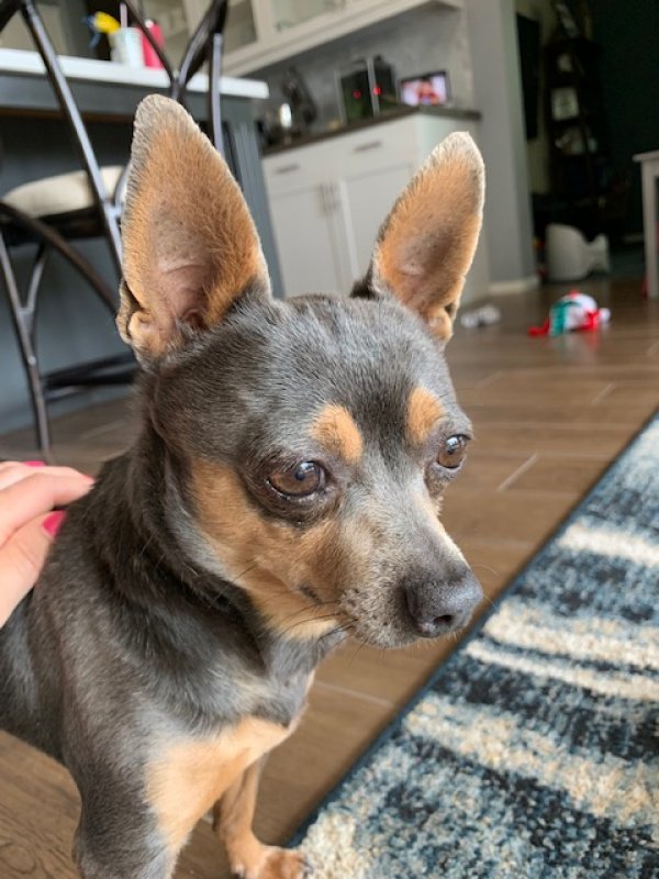 Safe Chihuahua in Winchester, CA