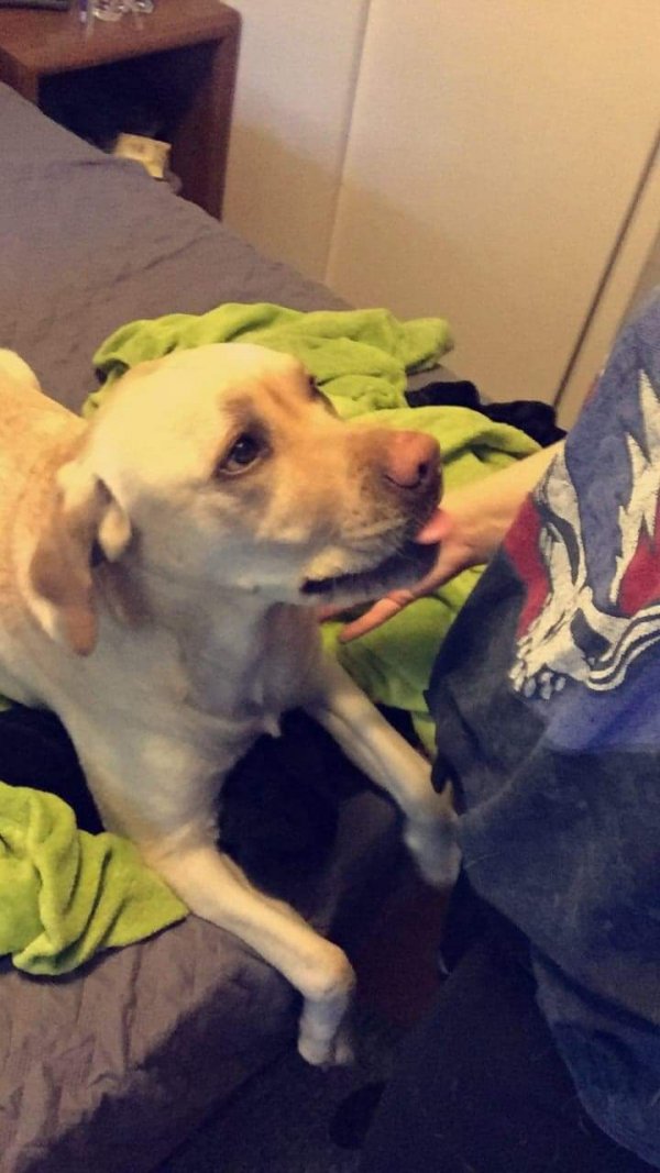 Found Labrador Retriever in Springfield, VA US