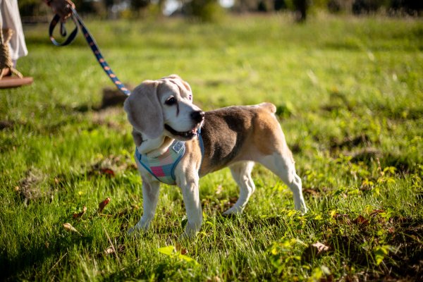 Safe Beagle in Montgomery, AL