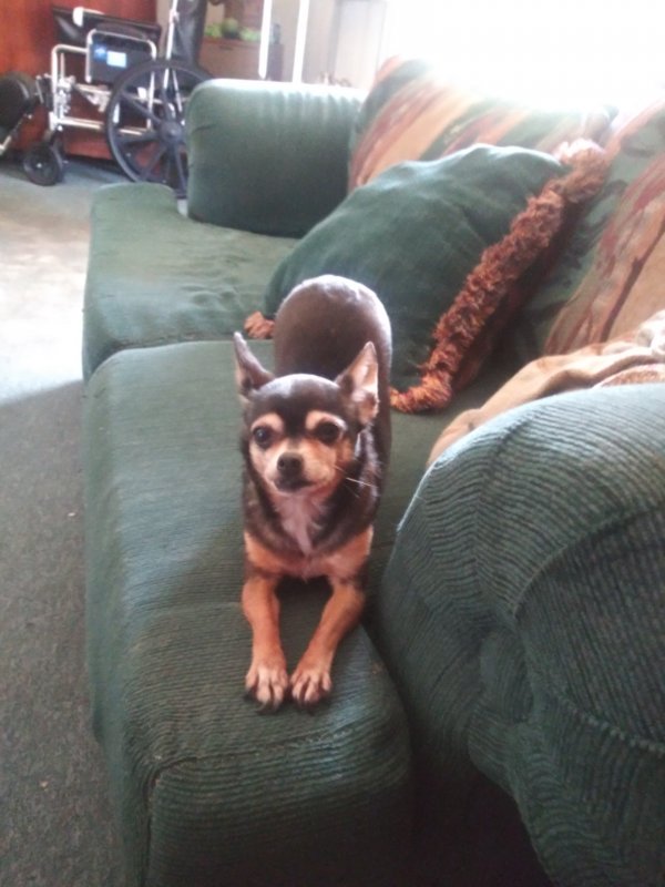 Safe Chihuahua in Rancho Cordova, CA