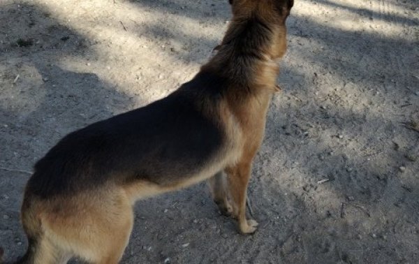 Safe German Shepherd Dog in Pinon Hills, CA US