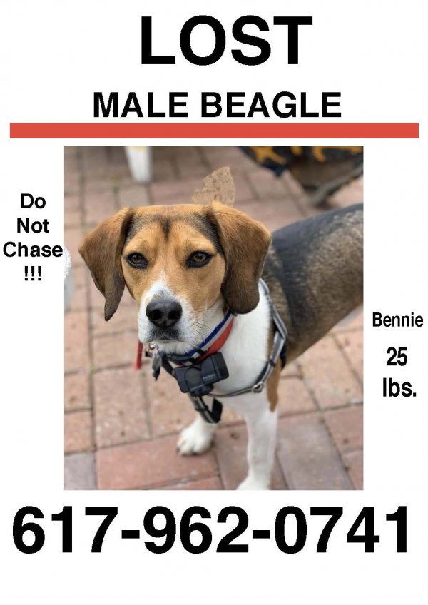 Safe Beagle in Lynnfield, MA