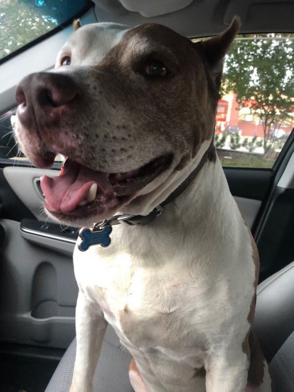 Safe American Staffordshire Terrier in Houston, TX